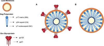 How promising are HIV-1-based virus-like particles for medical applications